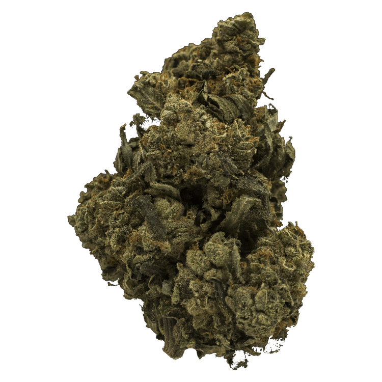 Jack Herer 1 Ounce | BC Weed Edible Canada Jack Herer 1 Ounce | BC Weed Edible Canada