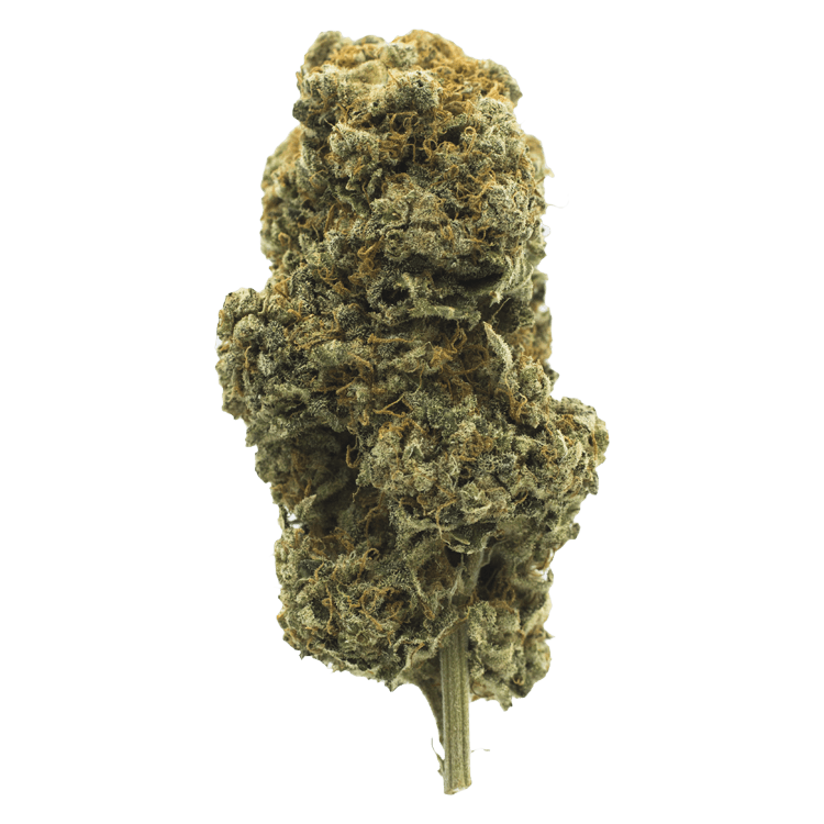 Orange Creamsicle | BC Weed Edible Canada Orange Creamsicle | BC Weed Edible Canada