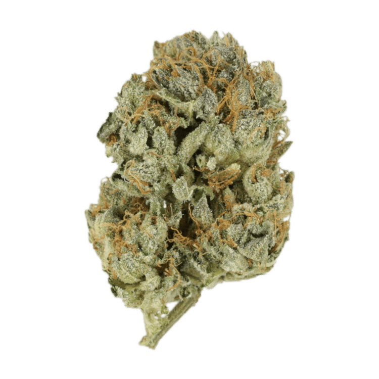 Kashmir Kush | BC Weed Edible Canada Kashmir Kush | BC Weed Edible Canada